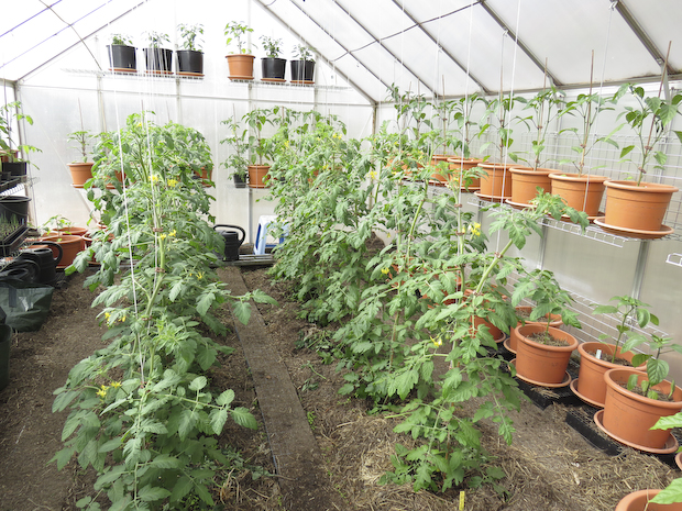 tomatodling